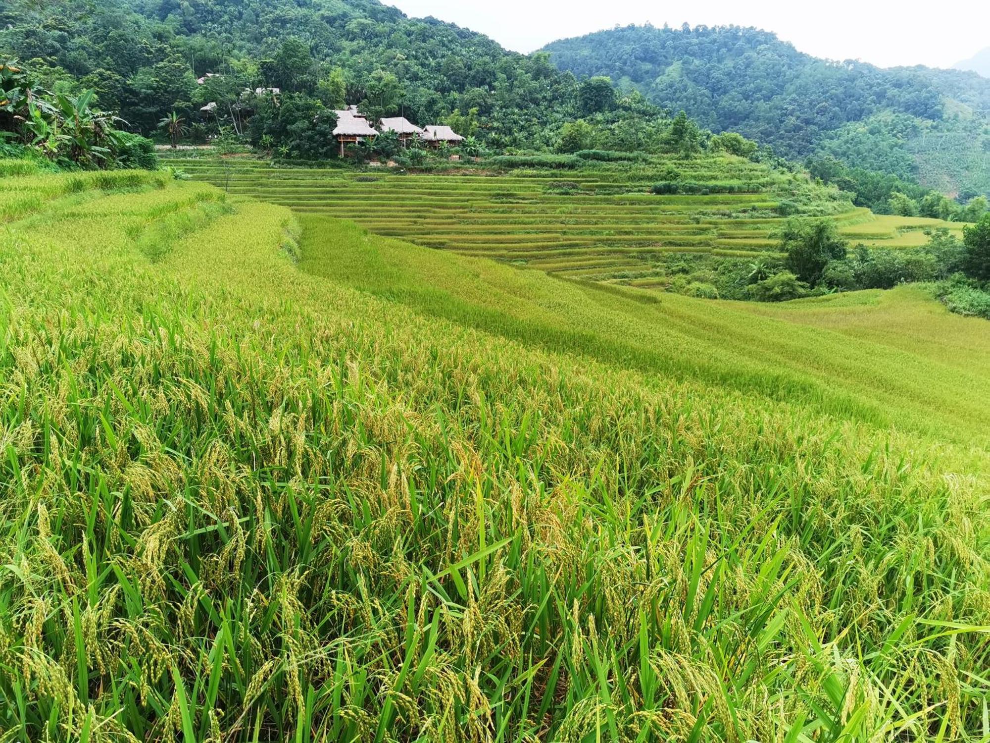 Pu Luong Natura Szoba fotó